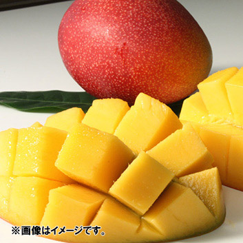 格安低価宮崎県産 完熟マンゴー お知らせ・お問い合わせ フルーツ